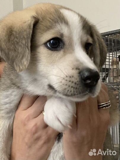 Щенок в добрые руки