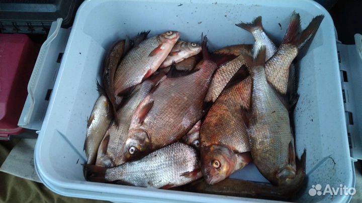 Рыбалка на леща, рыбалка на Волге