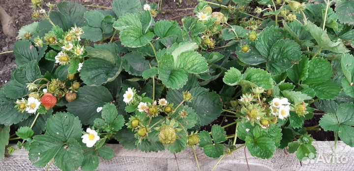 Рассада клубники Микс Ламбада Альба Капри Купчиха