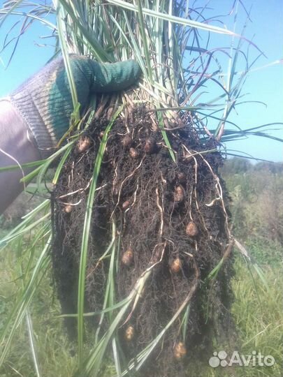 Тигровый орех (чуфа) земляной миндаль