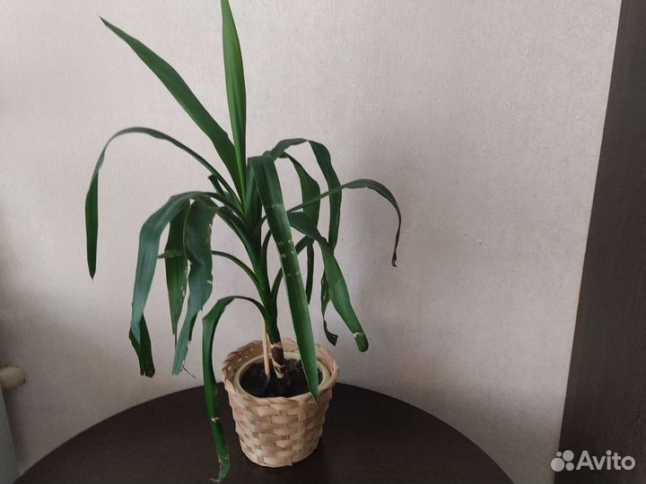 Цветы домашние