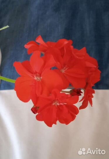 Меняю Герань на фиалку