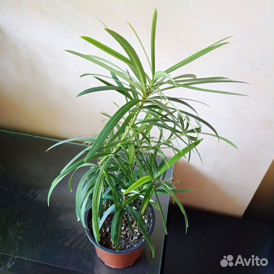 Растение подокарпус