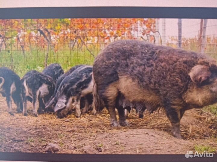 Венгерская мангалица