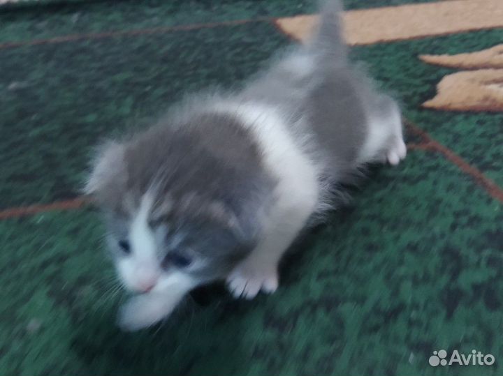 Шотландская