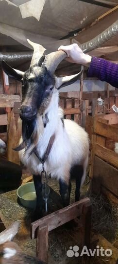 Альпийские,Камерунские,козлята помесные и другие