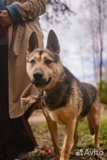 Овчарка Джефф в добрые руки