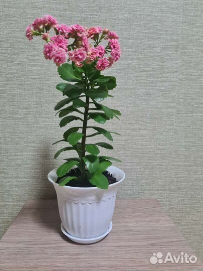 Каланхоэ цветущий, розовый,белый.Хлорофитум