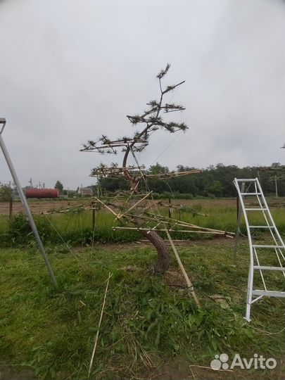 Обрезка плодовых и декоративных деревьев