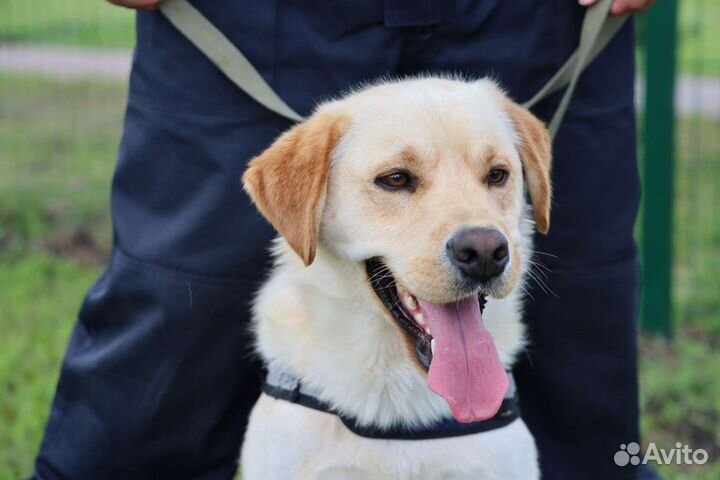 Услуги кинолога