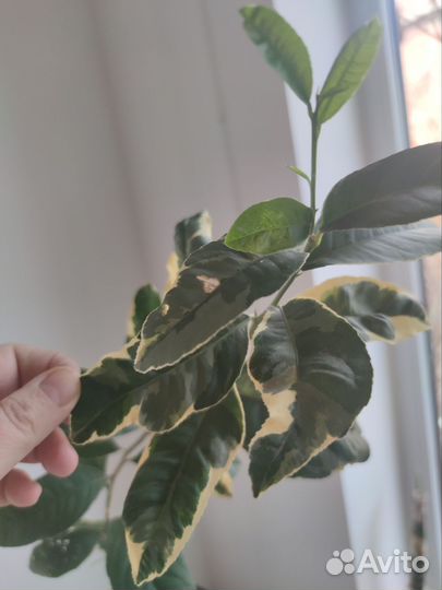 Лимон вариегатный