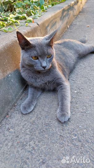 Русская голубая кошка