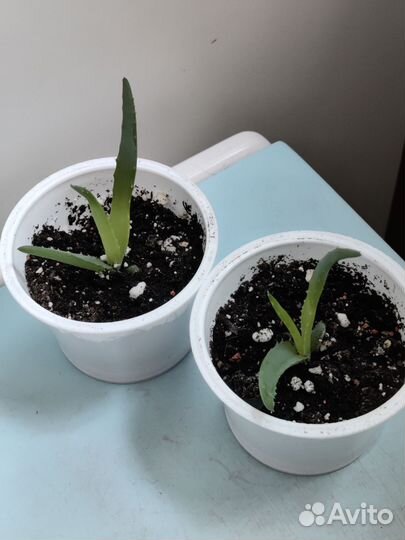 Комнатные цветы, укоренённые