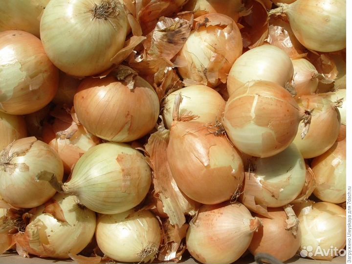 Морковь от производителя