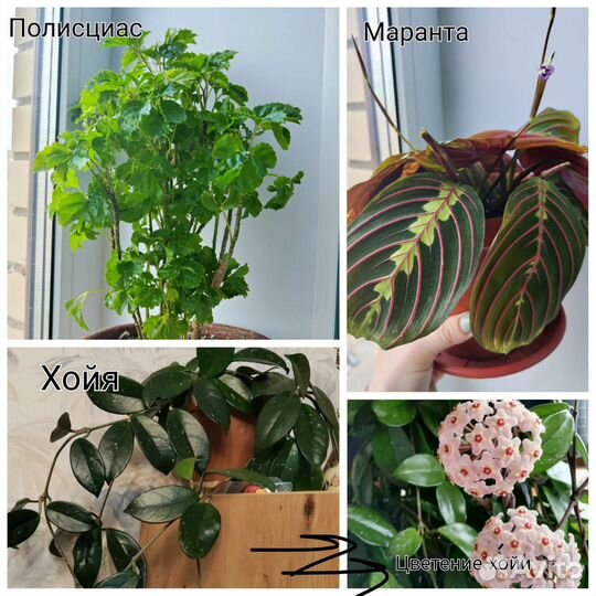Комнатные цветы черенки