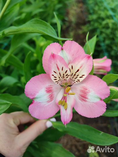 Альстромерия корни