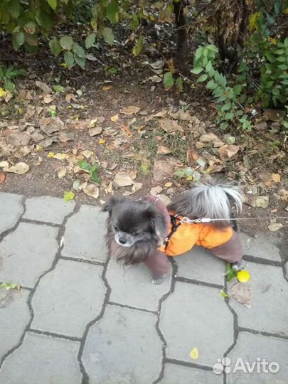 Чихуахуа вязка