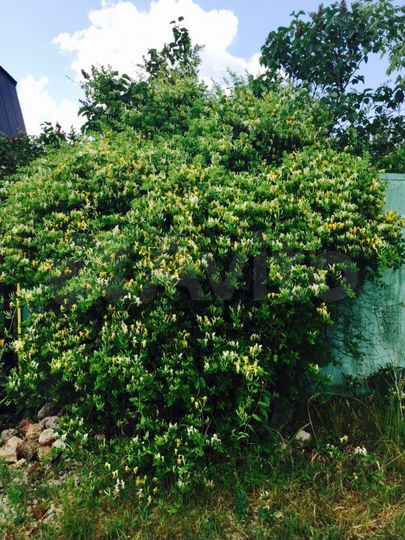 Участок 8 сот. (ИЖС)