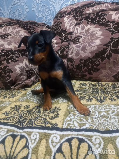 Цвергпинчер