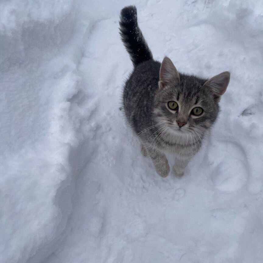 Котенок девочка в добрые руки