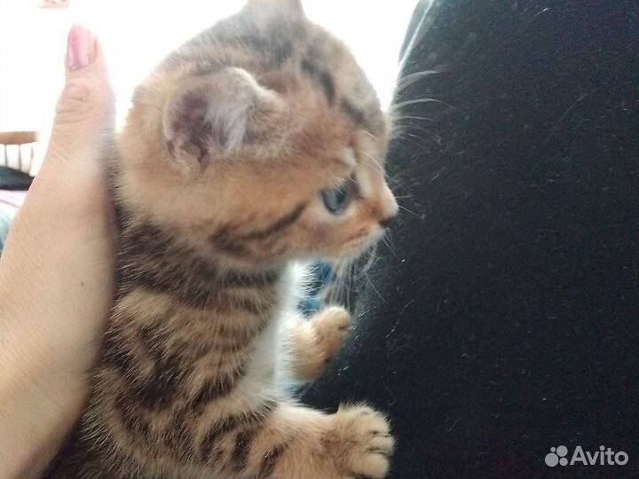 Котята Британцы