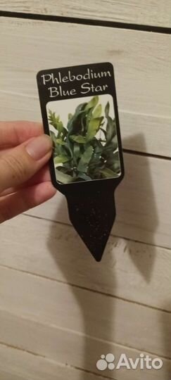 Флебодиум Blue Star Блю Стар