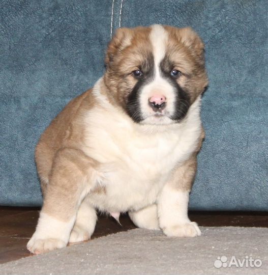 Среднеазиатская овчарка