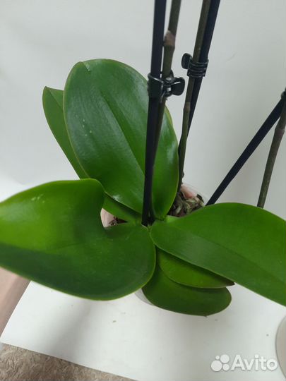 Орхидея с деткой