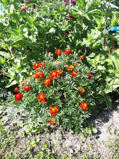 Бархатцы семена