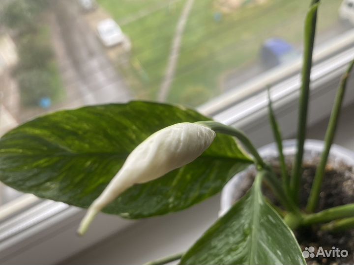 Спатифиллум домино