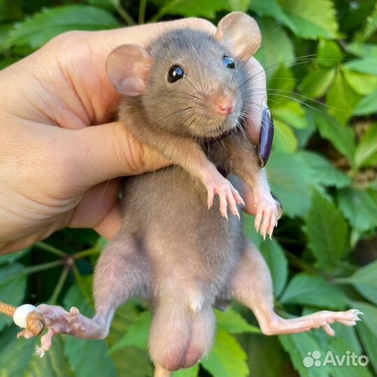 Питомник. Дамбо крысы, крысята, крыса