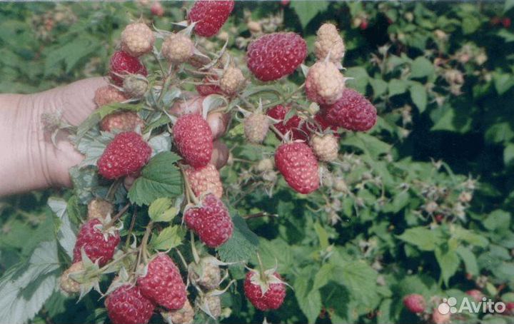 Саженцы малины Полька