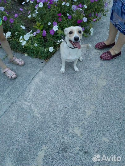 Собака в добрые руки