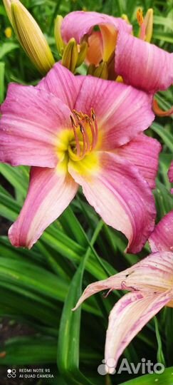 Ирис,лилейник, хосты, астра многолетняя,хризантемы