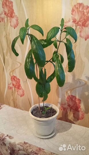 Пахистахис