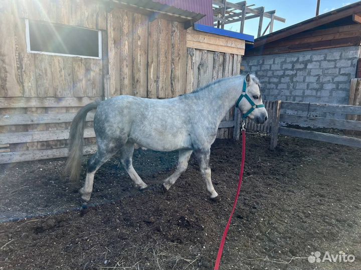 Уэльский пони