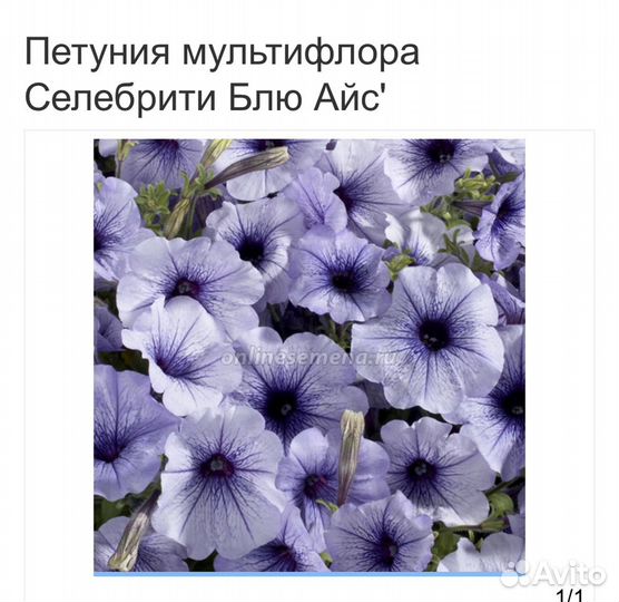 Петуния