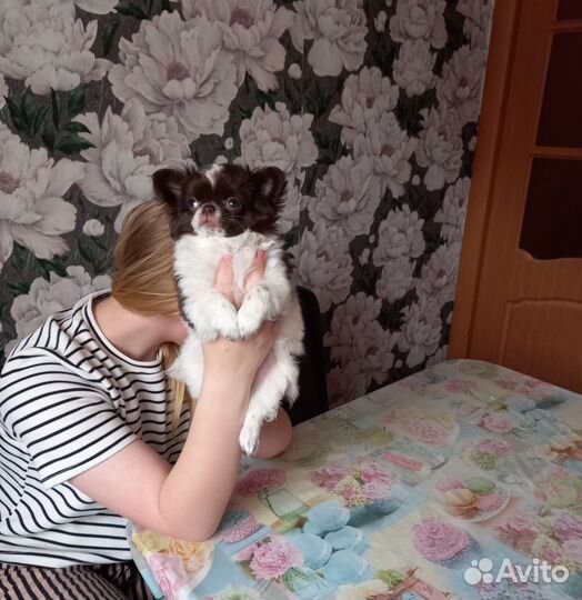 Щенок чихуа