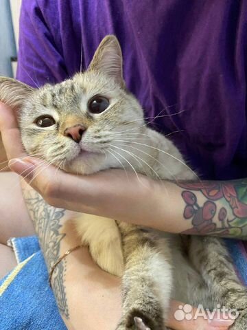 Кошка Тайский тебби пойнт объявление продам