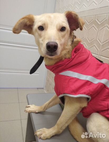 Ищет дом не крупная Собачка Бэлла