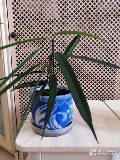 Комнатные растения фикус, эухарис