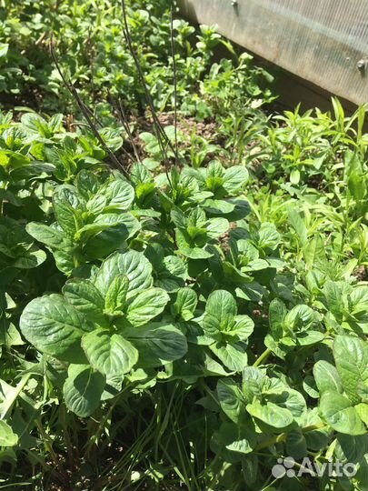 Мята и мелиса