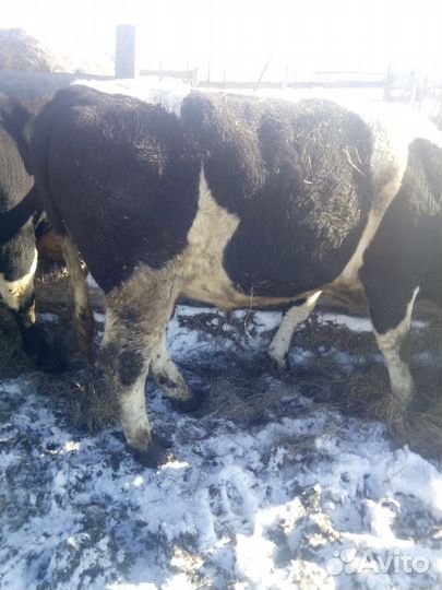 Быки - оптом