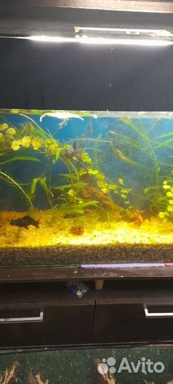 Аквариум на 150 литров с рыбками