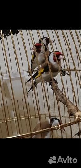 Щеглы певчие птицы