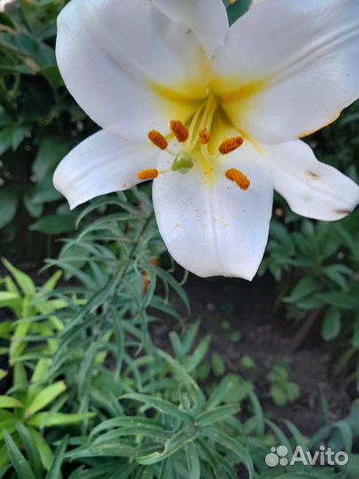 Лилия Регале, лилейники разные