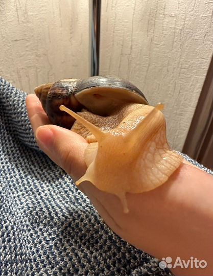 Улитка ахатина