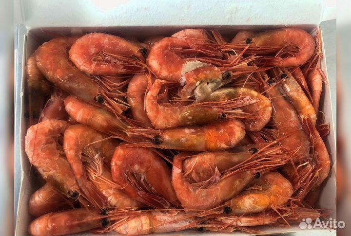Креветка Северная