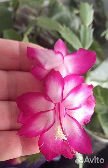 Сортовые декабристы, шлюмбергера