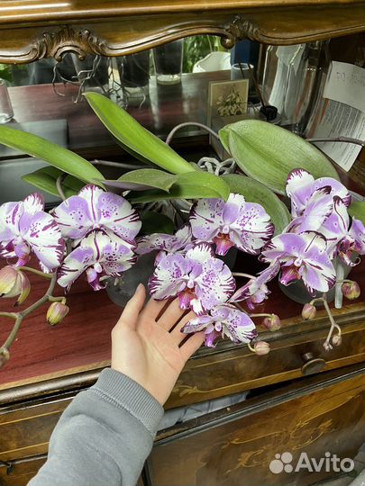 Орхидея ампельная